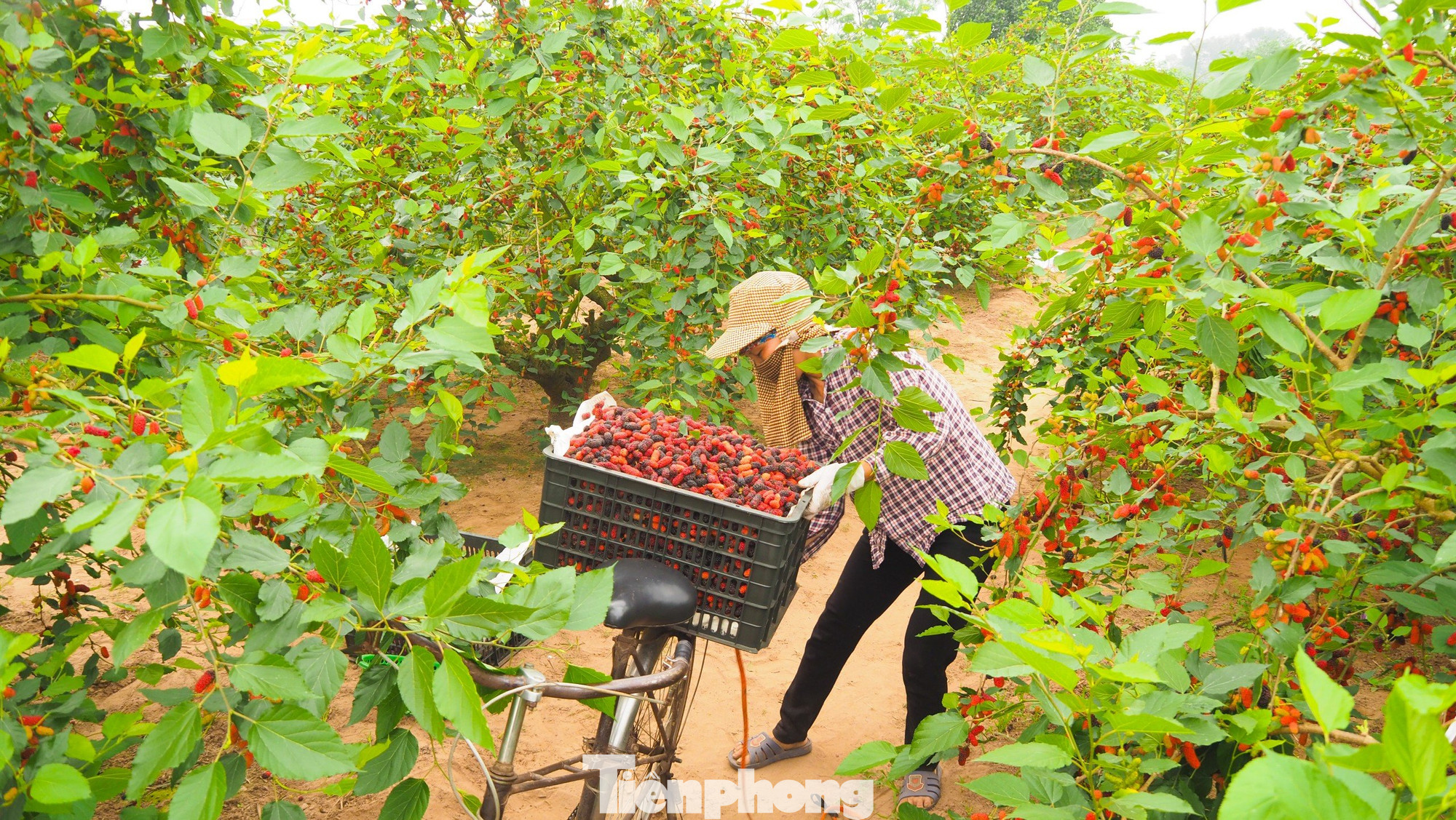 Sản phẩm