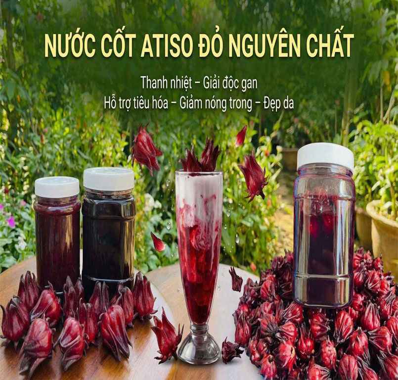 Hoa Atiso Đỏ